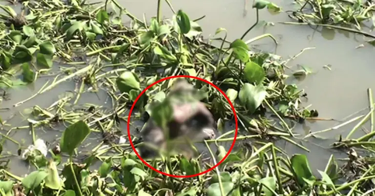 শীতলক্ষ্যা নদীতে যুবকের মরদেহ